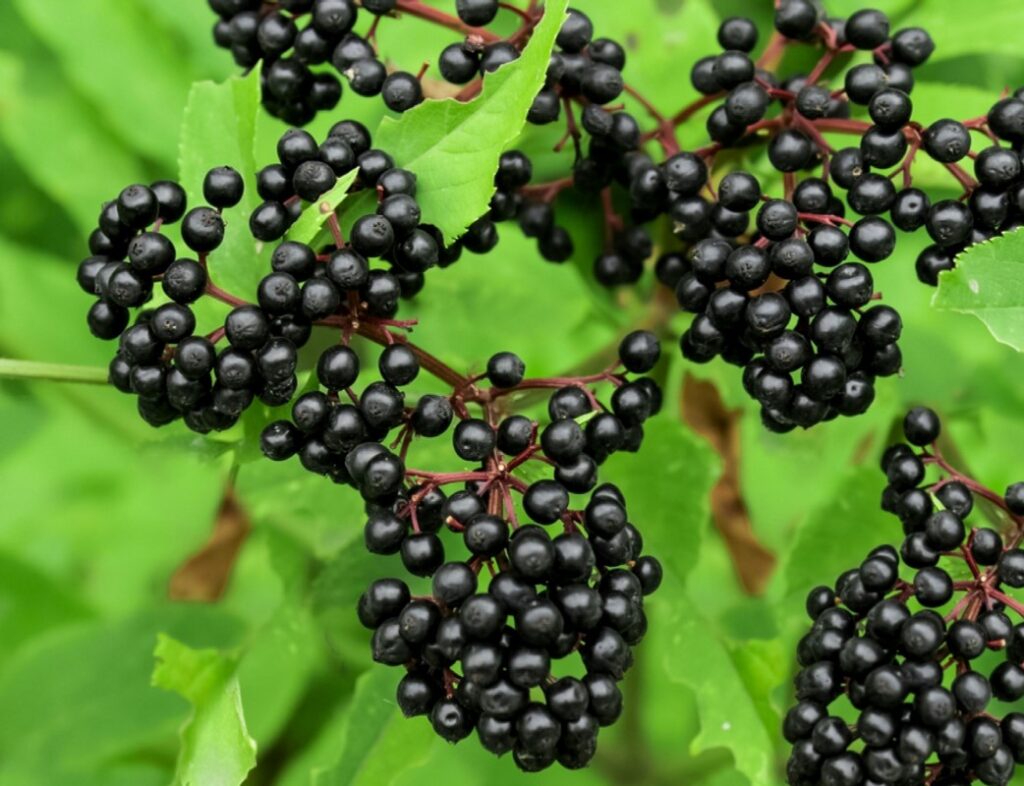 elderberries for healthy immune system